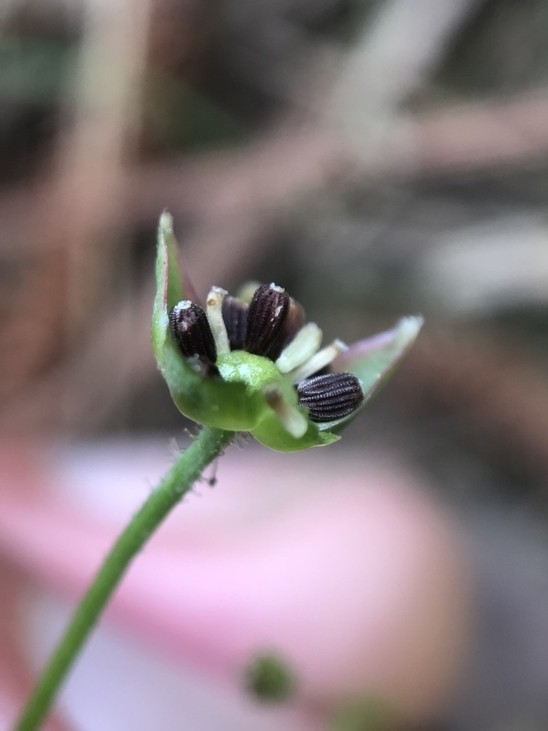 Wright's Dwarfdandelion photo 5