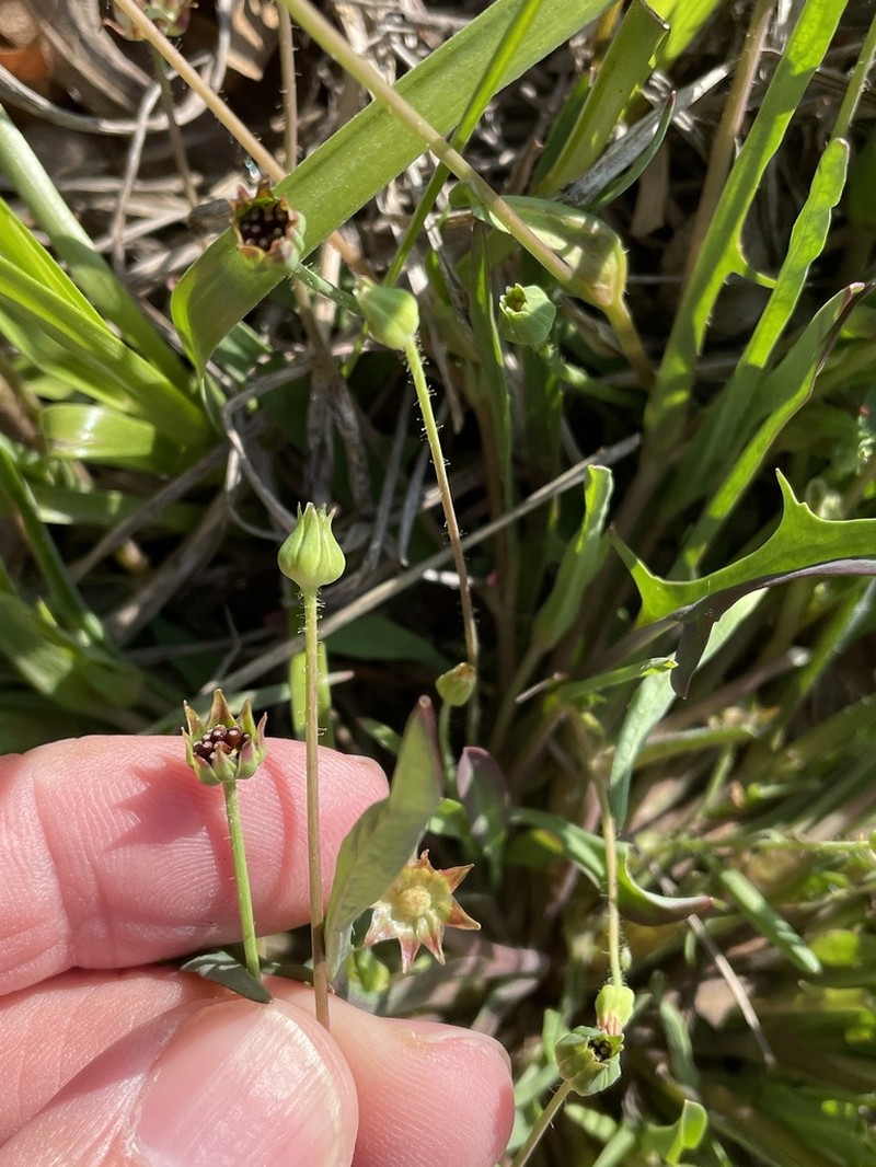 Wright's Dwarfdandelion photo 6