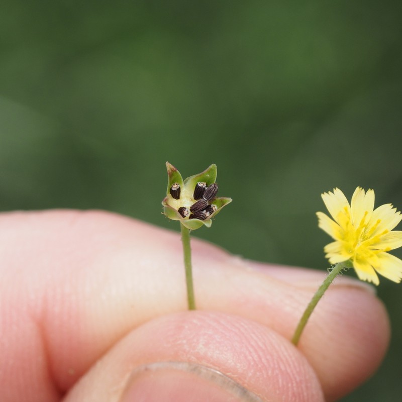 Wright's Dwarfdandelion photo 7