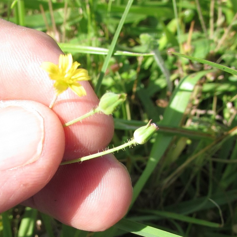 Wright's Dwarfdandelion photo 8
