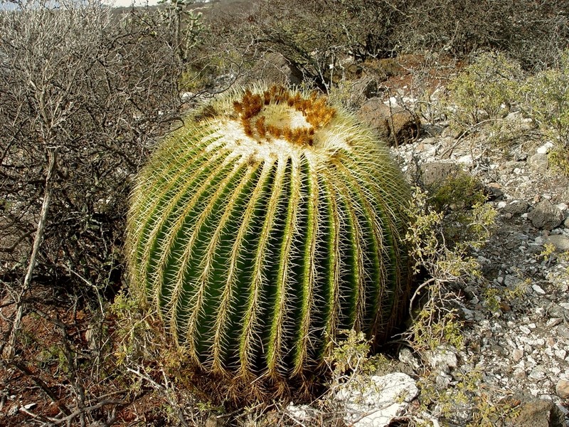 Kroenleinia grusonii