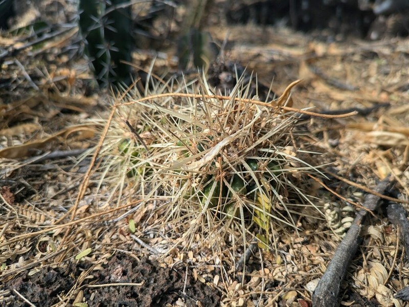 Kroenleinia grusonii photo 2