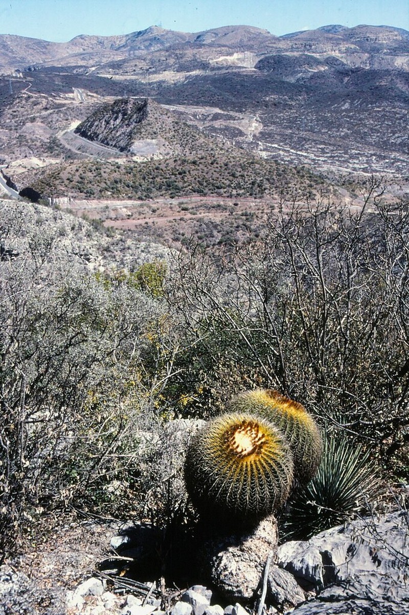 Kroenleinia grusonii photo 3