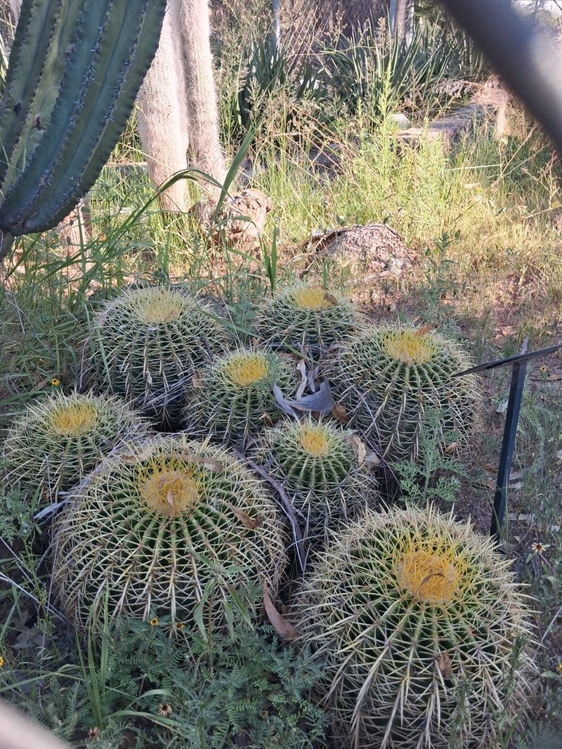 Kroenleinia grusonii photo 5