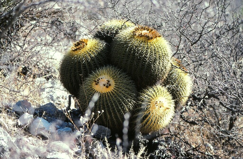 Kroenleinia grusonii photo 6