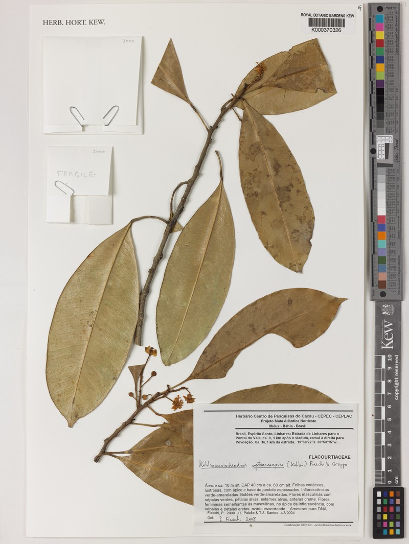 Kuhlmanniodendron apterocarpum