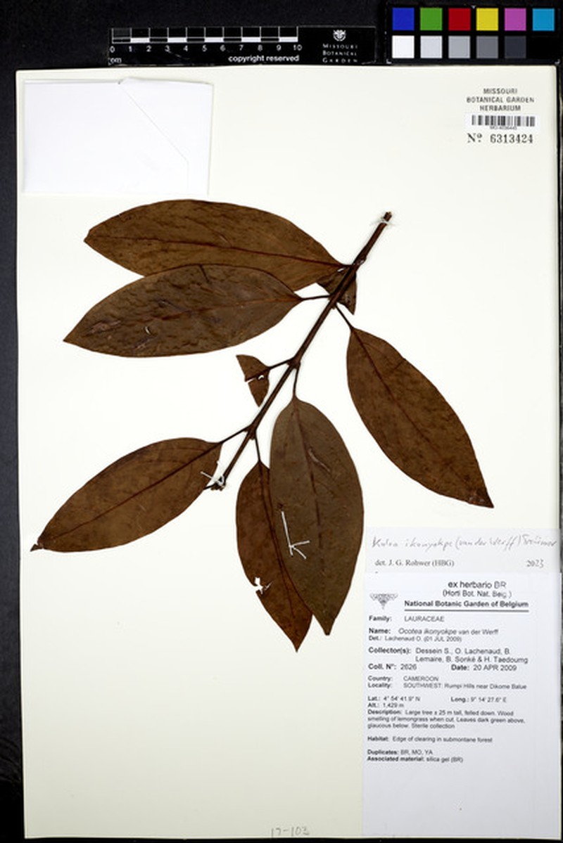 Kuloa ikonyokpe photo 2