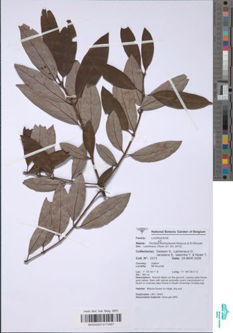 Kuloa michelsonii