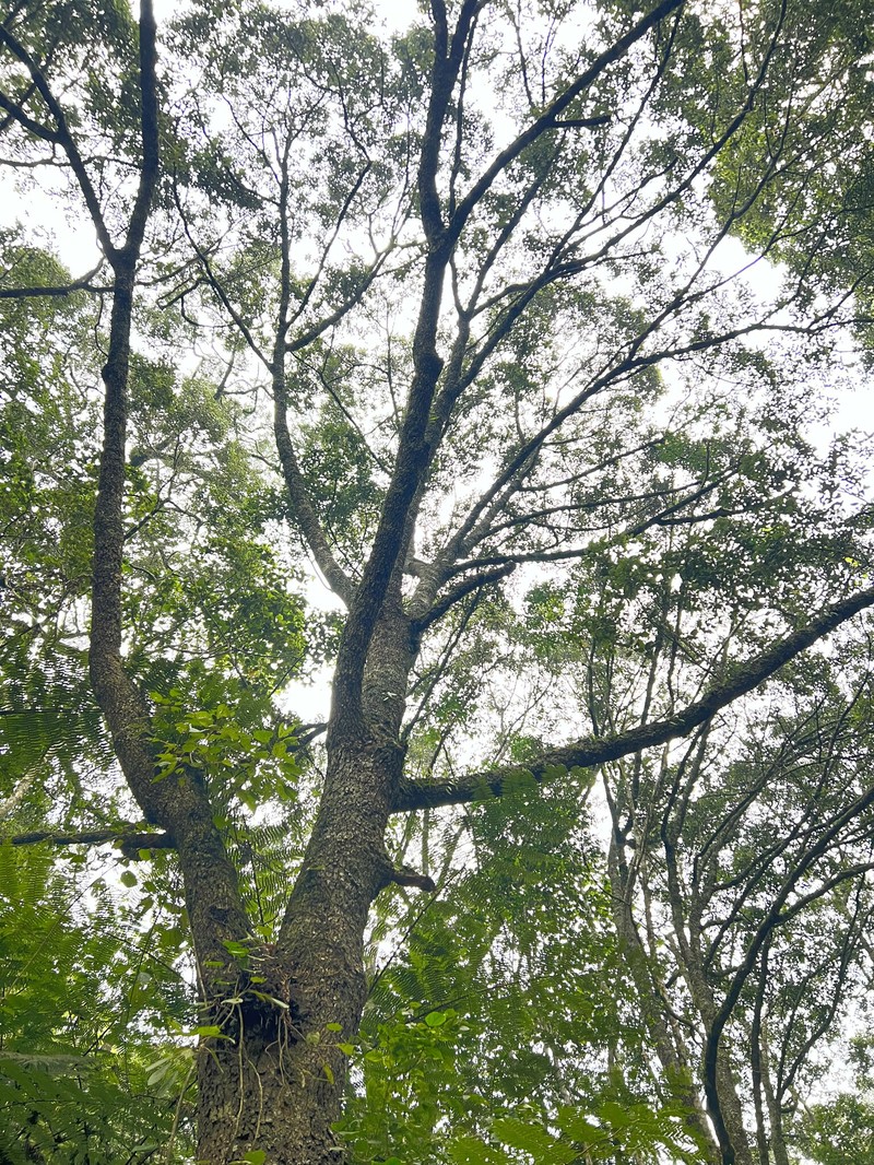 Kuloa usambarensis