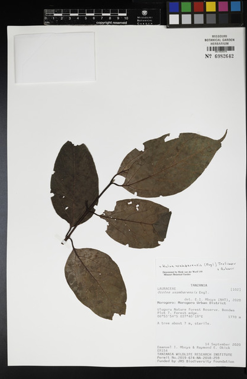 Kuloa usambarensis photo 3