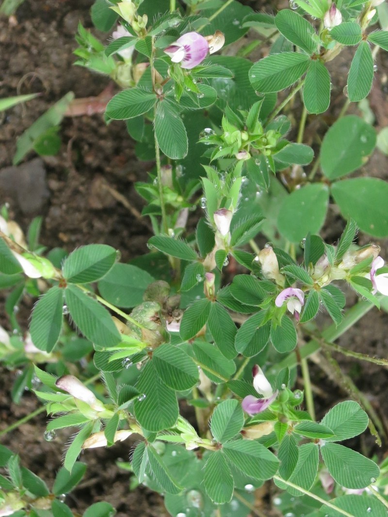 Korean Clover photo 2