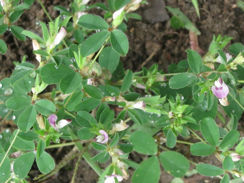 Korean Clover photo 3