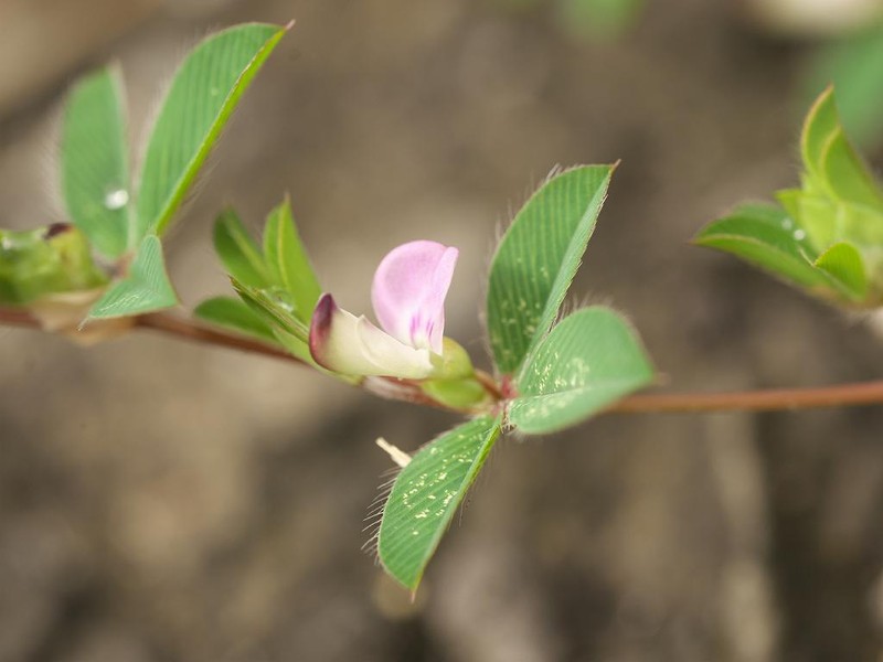Korean Clover photo 4