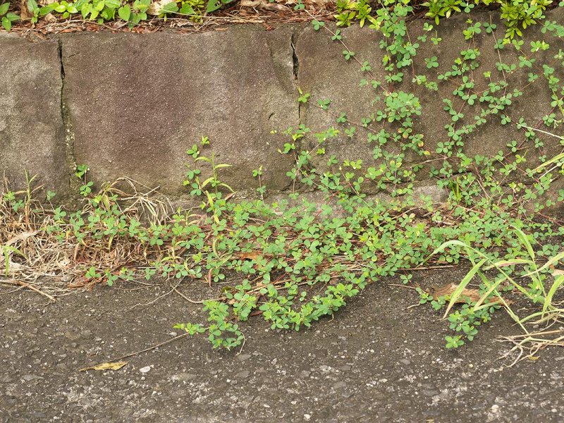 Korean Clover photo 5