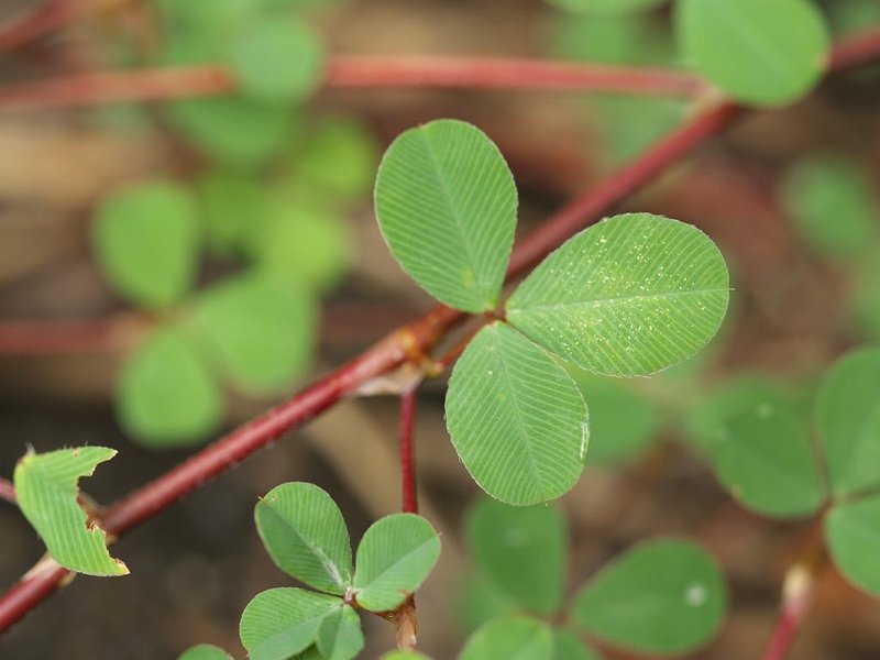 Korean Clover photo 6