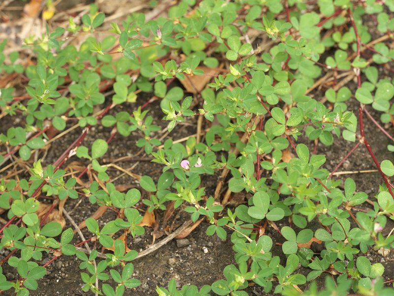 Korean Clover photo 8