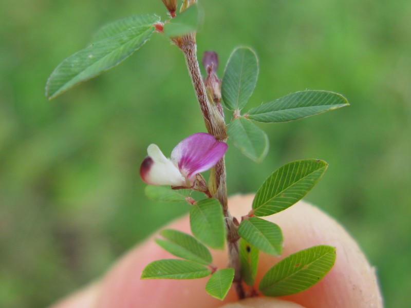 Japanese Clover photo 4
