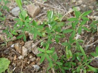 Japanese Clover