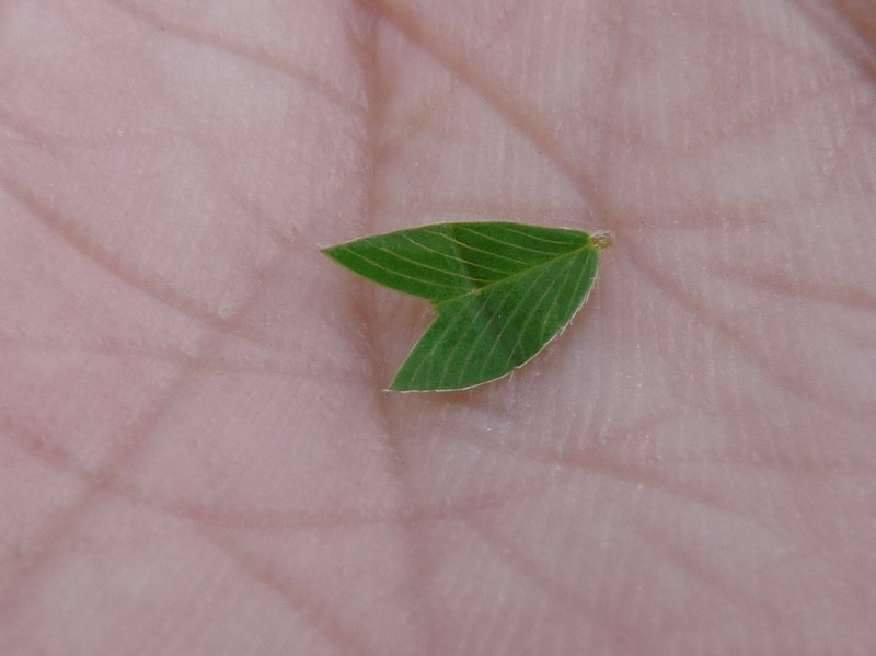 Japanese Clover photo 2