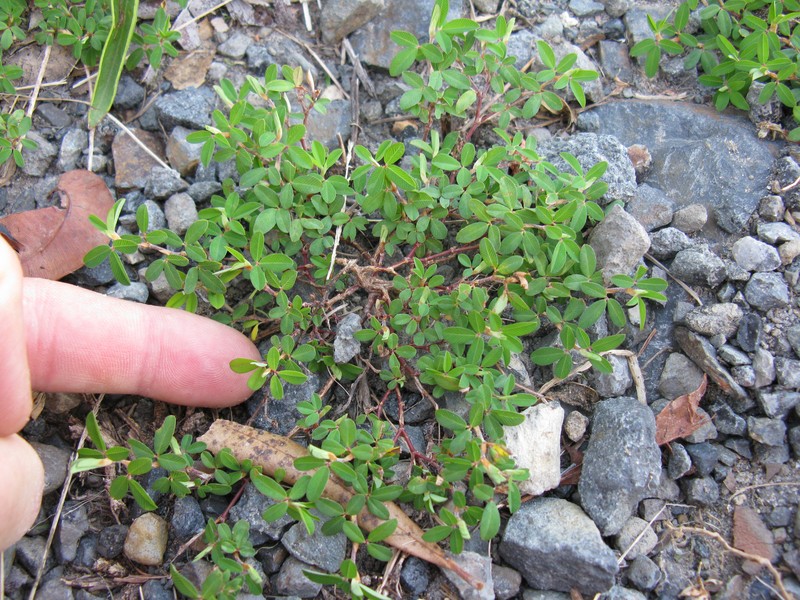 Japanese Clover photo 3