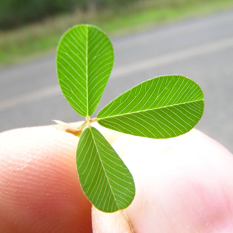 Japanese Clover photo 5