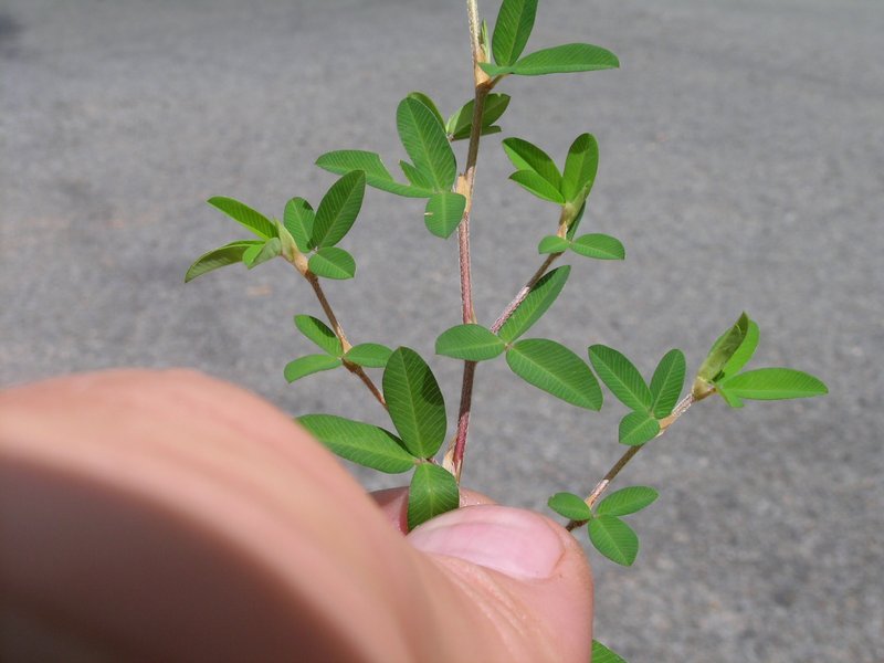 Japanese Clover photo 6