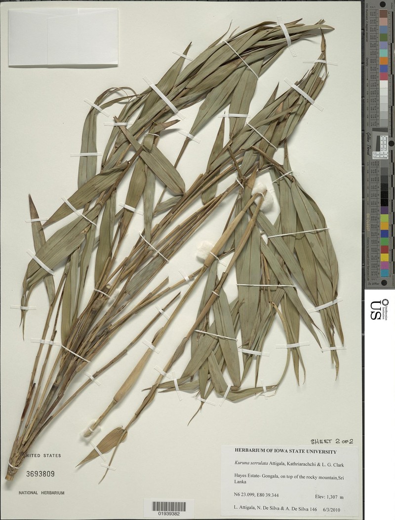 Kuruna serrulata