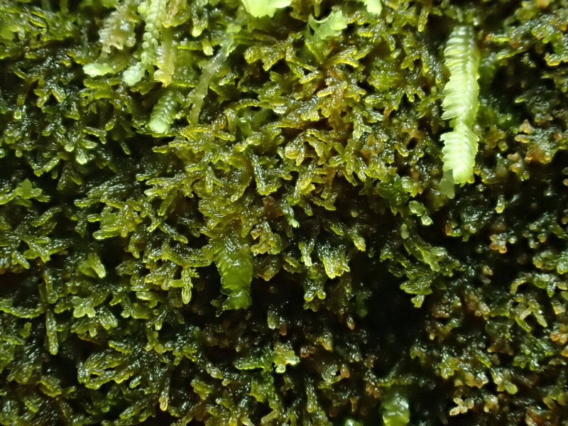 Kurzia makinoana photo 8