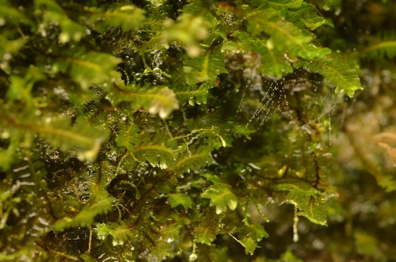 Kurzia sylvatica
