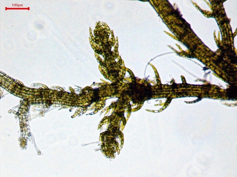 Kurzia sylvatica photo 3