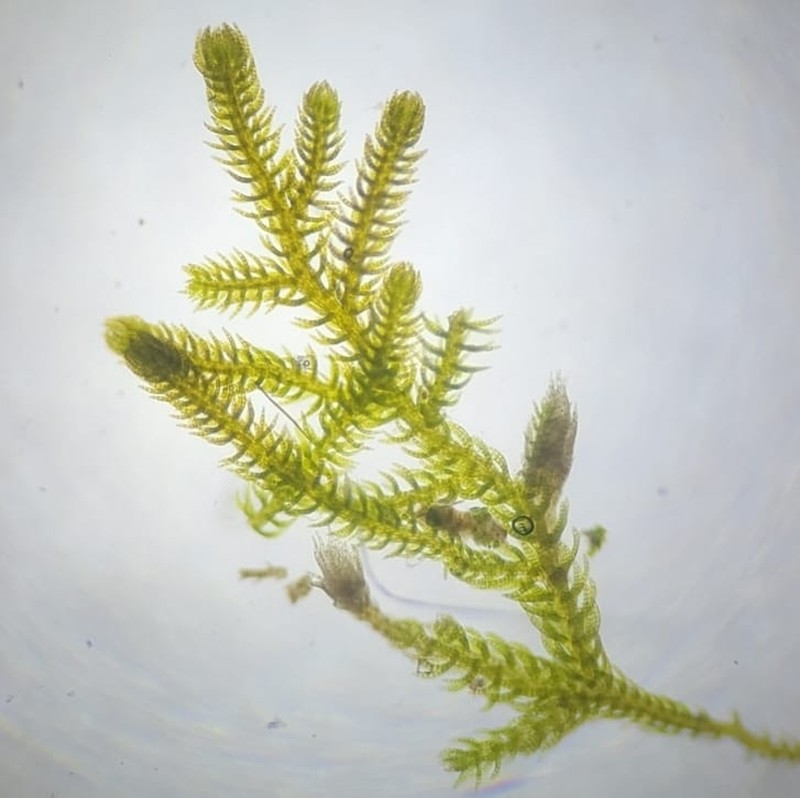Kurzia sylvatica photo 4