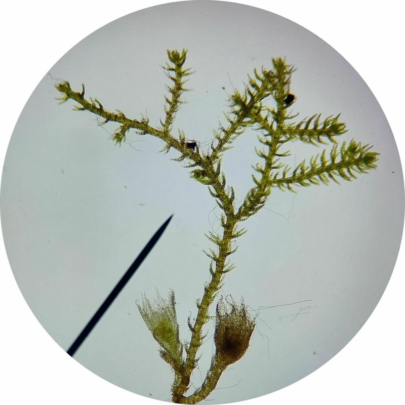 Kurzia sylvatica photo 5