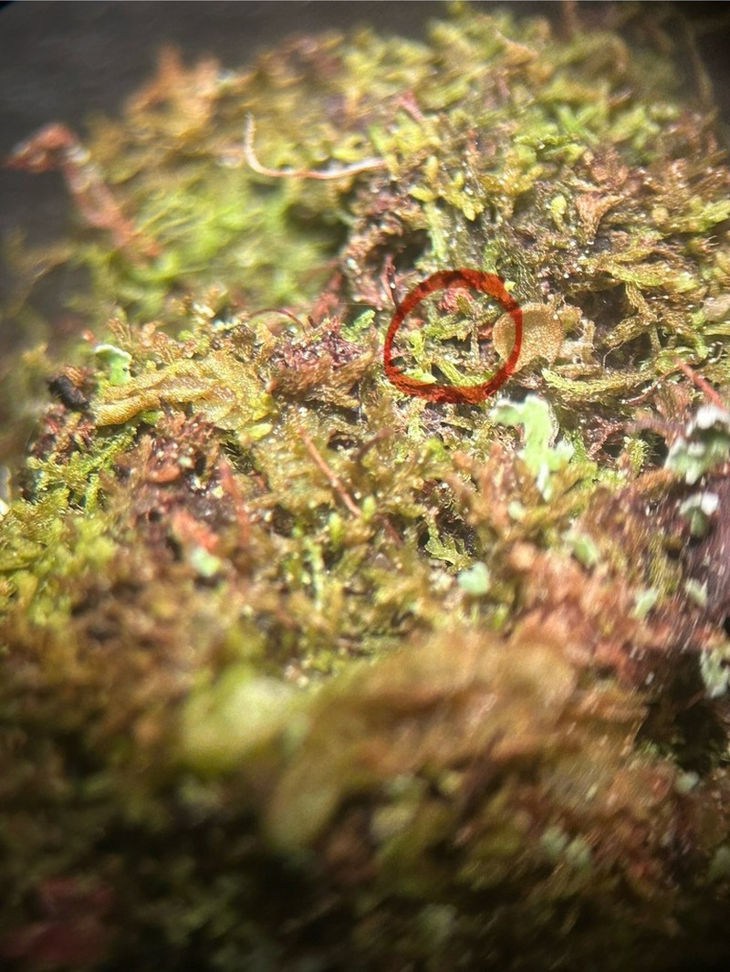 Kurzia sylvatica photo 6
