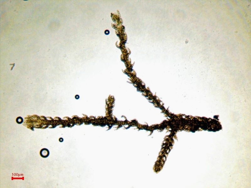 Kurzia sylvatica photo 7