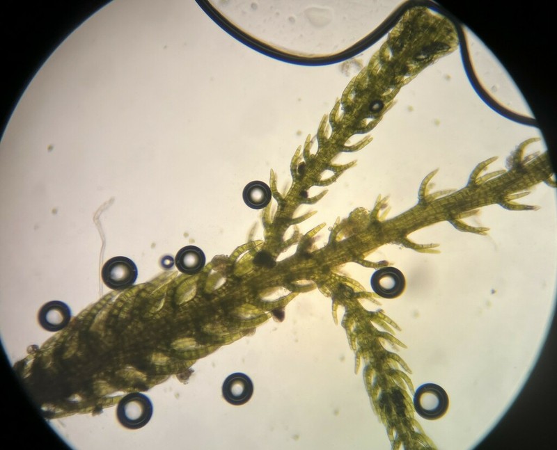 Kurzia sylvatica photo 8
