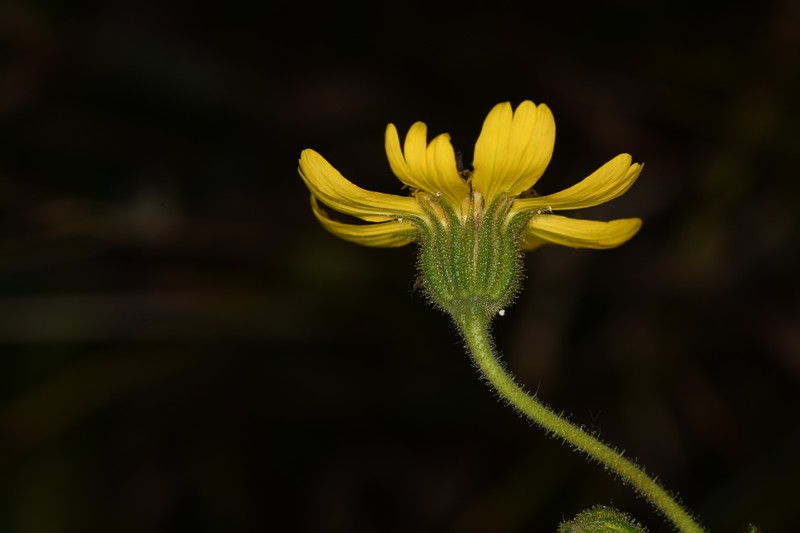 Bolander's Madia photo 3