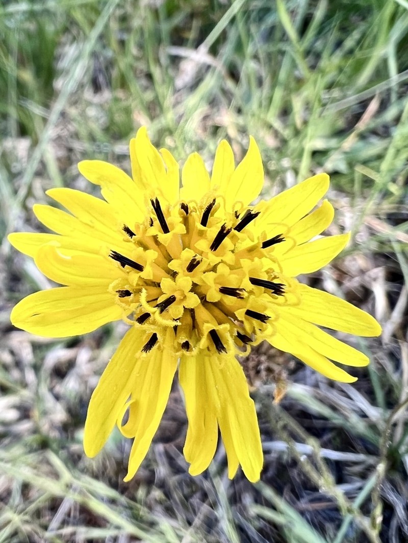 Bolander's Madia photo 3