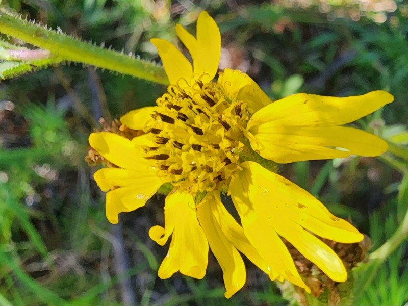 Bolander's Madia photo 6