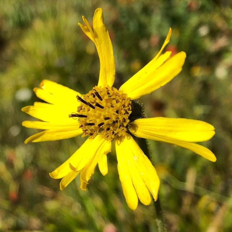Bolander's Madia photo 8