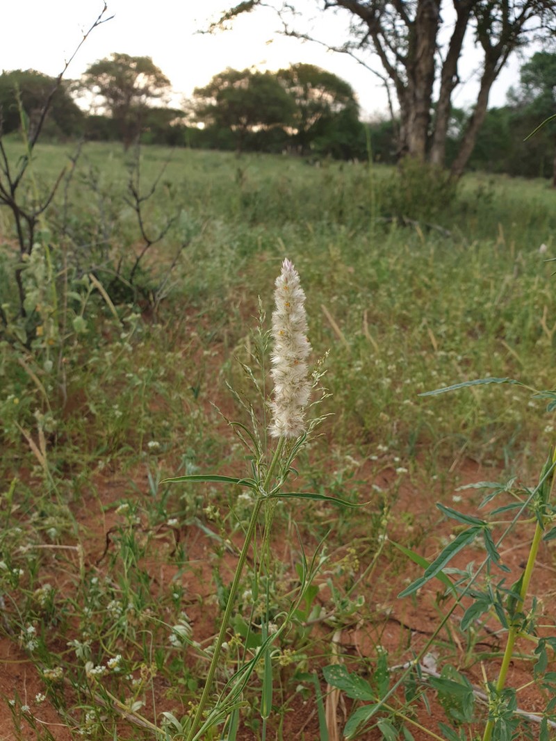 Kyphocarpa angustifolia