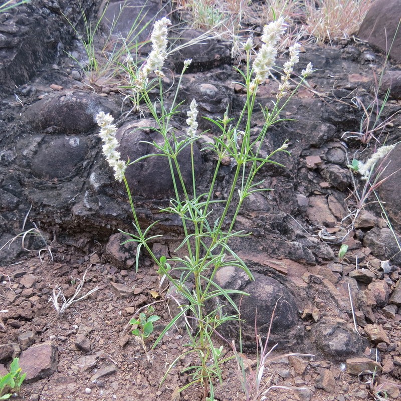 Kyphocarpa angustifolia photo 2