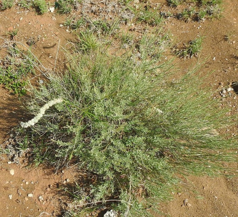 Kyphocarpa angustifolia photo 4