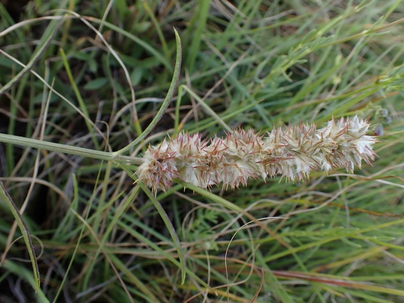 Kyphocarpa angustifolia photo 5