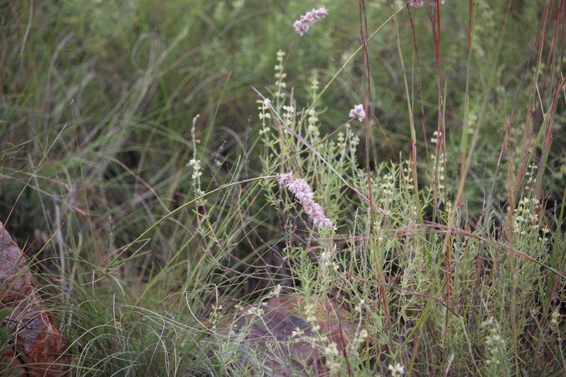 Kyphocarpa angustifolia photo 6