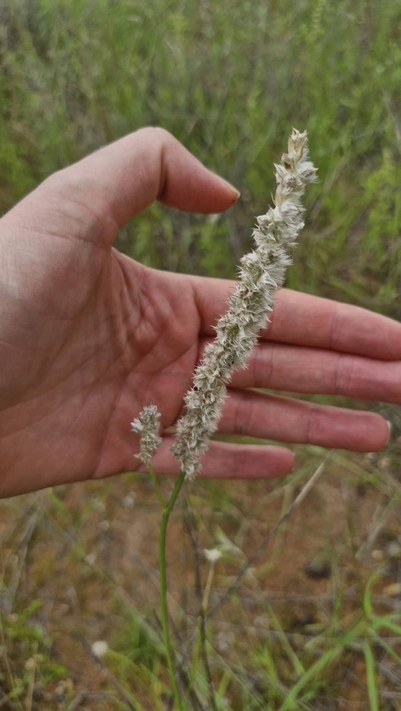 Kyphocarpa angustifolia photo 7