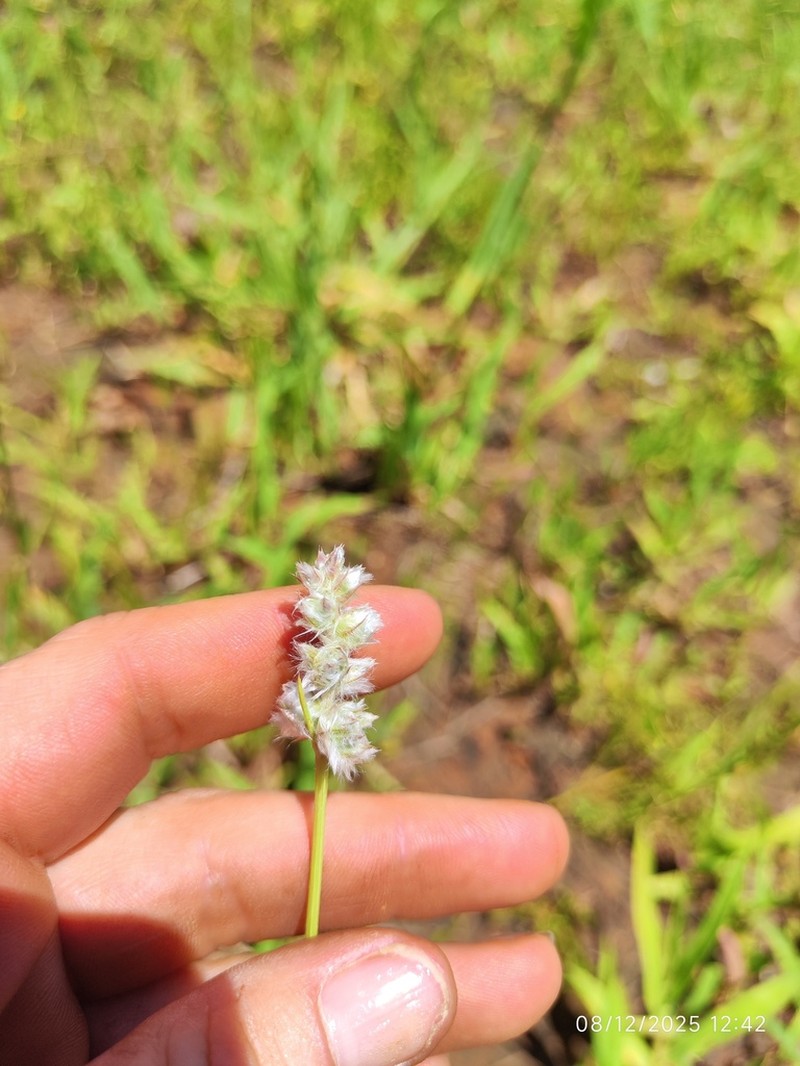 Kyphocarpa angustifolia photo 8