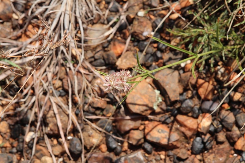Kyphocarpa cruciata photo 2