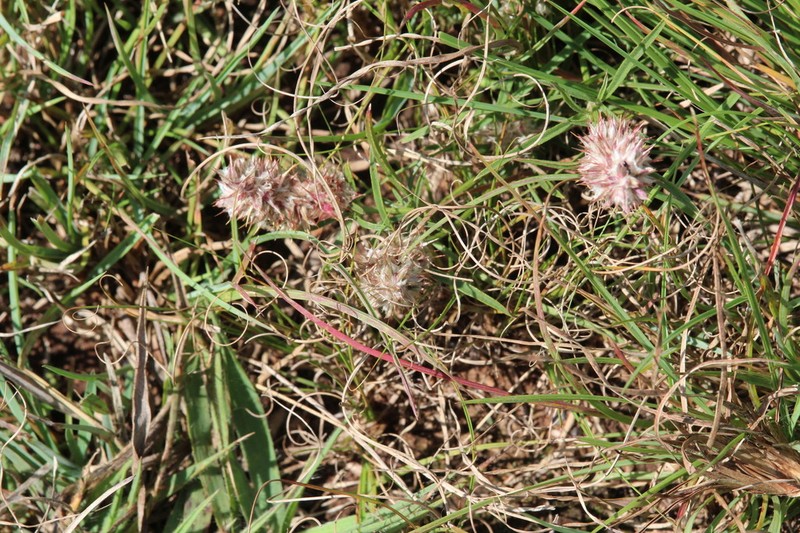 Kyphocarpa cruciata photo 3