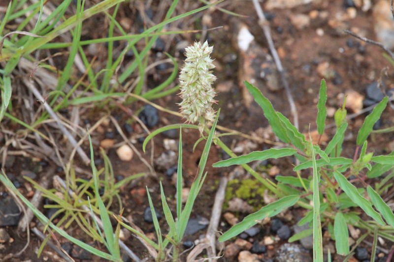 Kyphocarpa cruciata photo 4