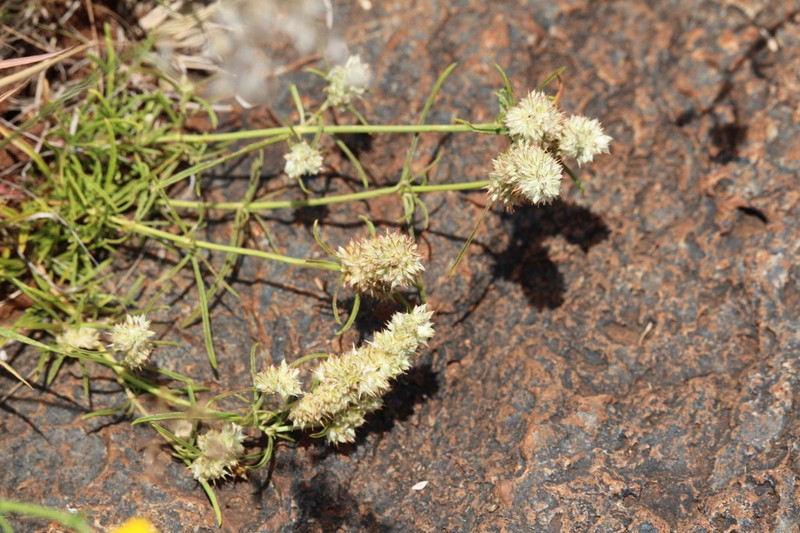 Kyphocarpa cruciata photo 5